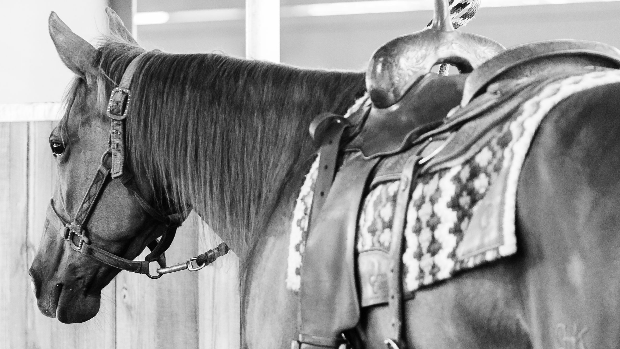 Devotional Messages For The Horse Lover