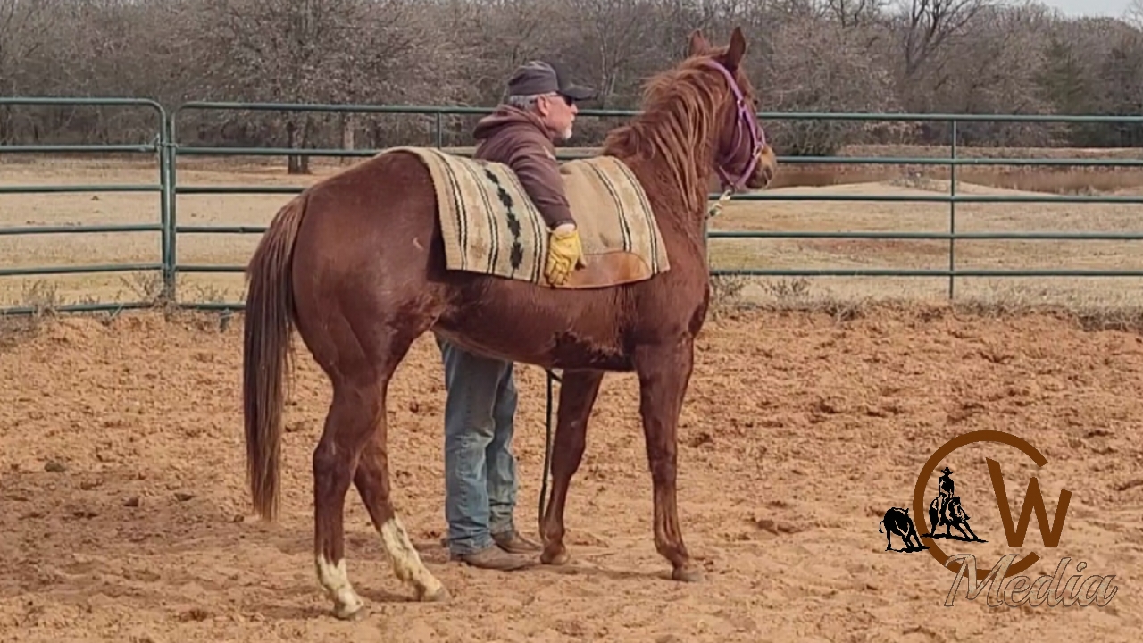 Starting A Two Year Old - First Day with Saddle Blanket & Saddle