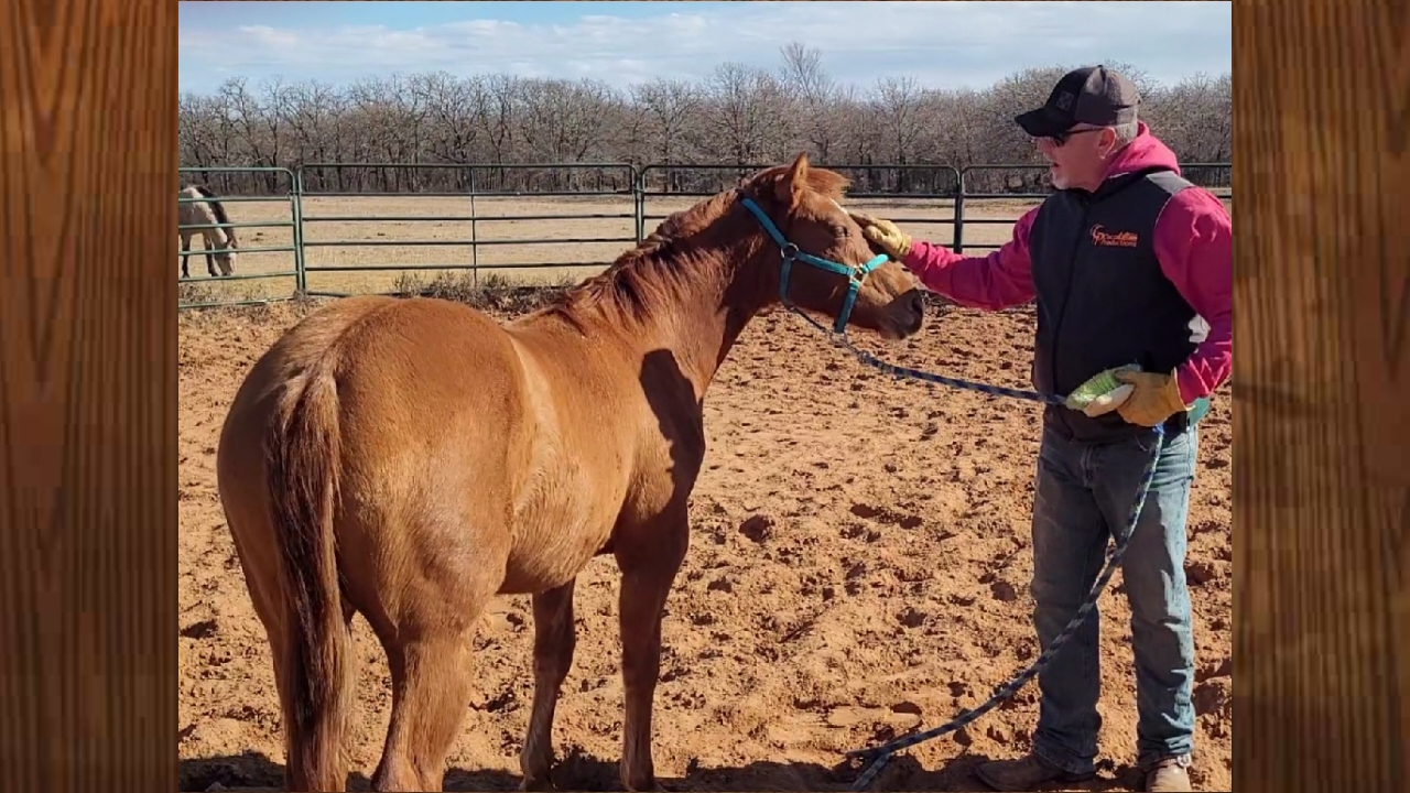 Training & Developing The Yearling
