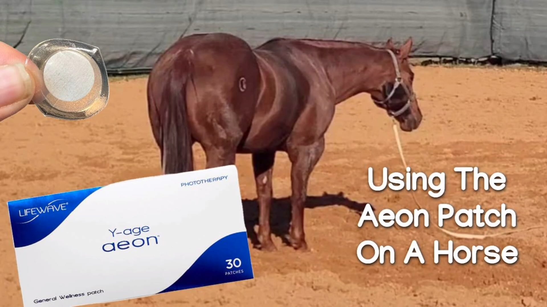 Using The Aeon Patch On A Horse