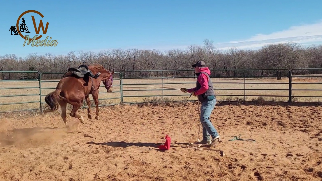 Starting A Two Year Old - First Time Being Saddled! 