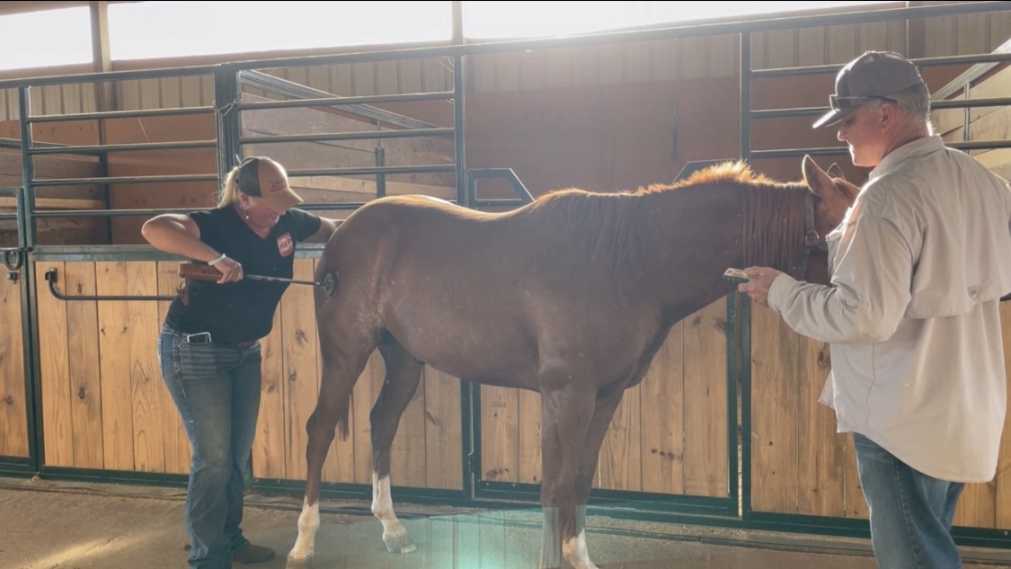 Freeze Branding A Horse - Tips & Method
