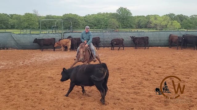 Working A Cutting Horse Out Of The Herd