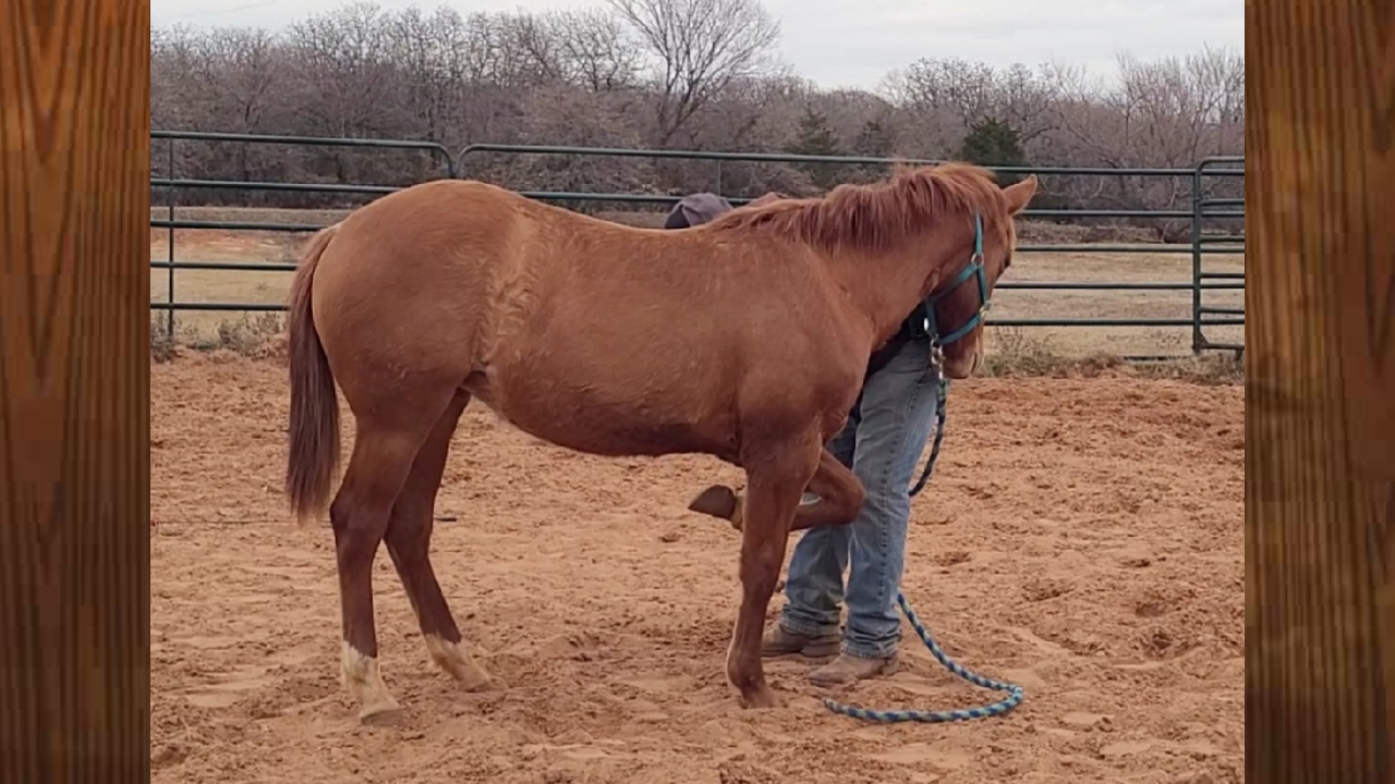 Developing The Yearling Part 1