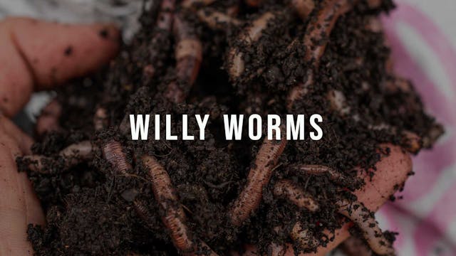 10% Willy Worms | Discount Code