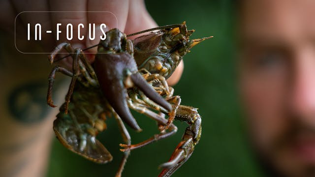 Crayfish | Elliott Gray | In-Focus