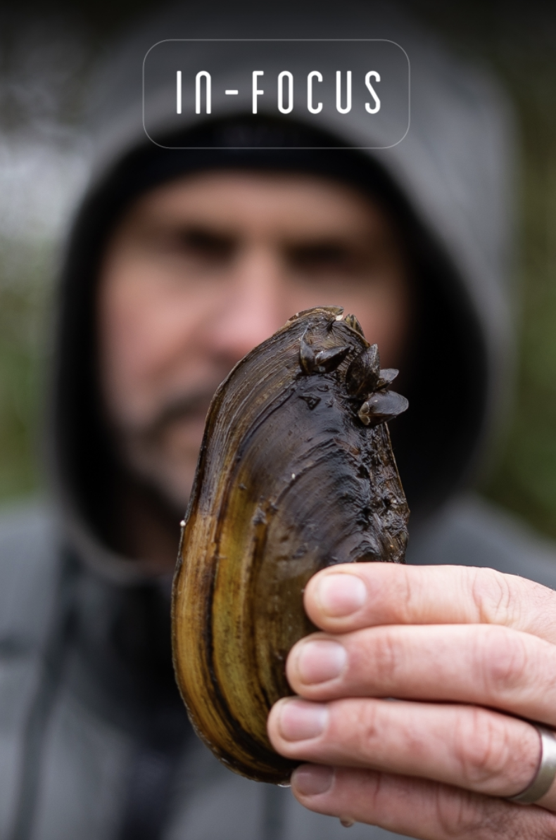 Swan Mussells | Dave Levy | In-Focus 