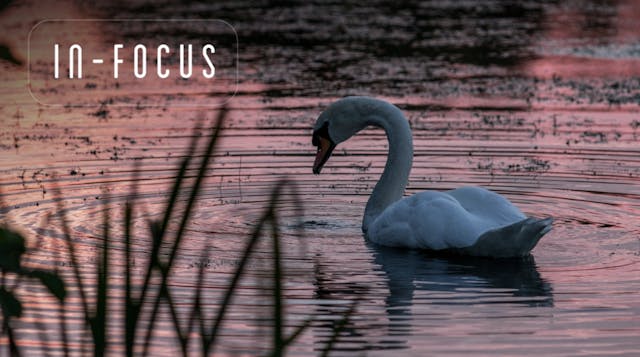 Bird Life | Scott Lloyd | In-Focus