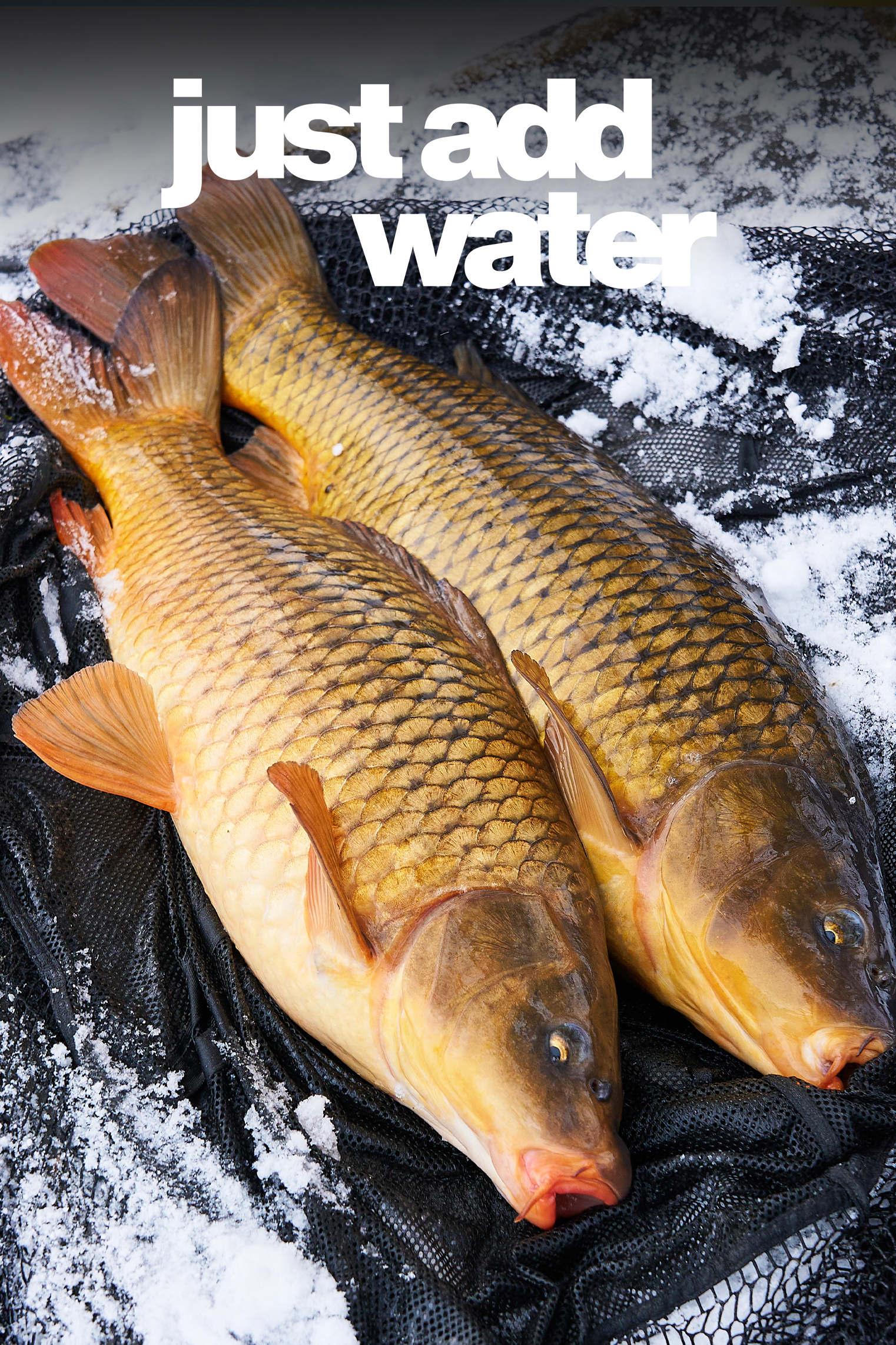 Snow Carp | Elliott Gray | S3: Ep.6 