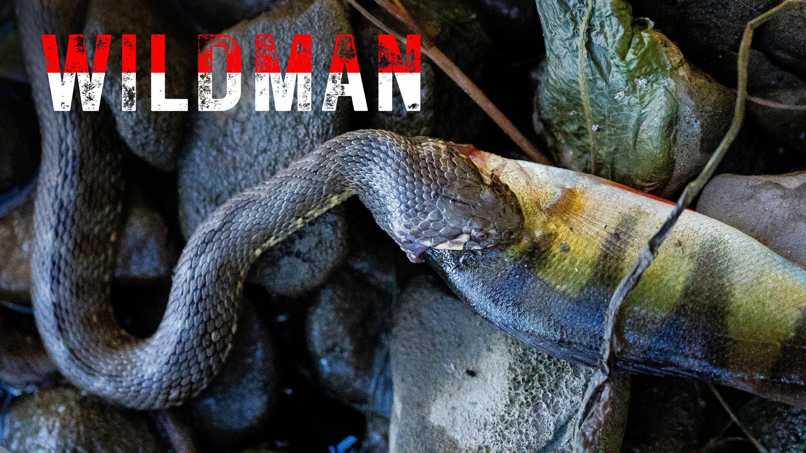 Living The Dream | Finn Lewis | S1: Ep.6