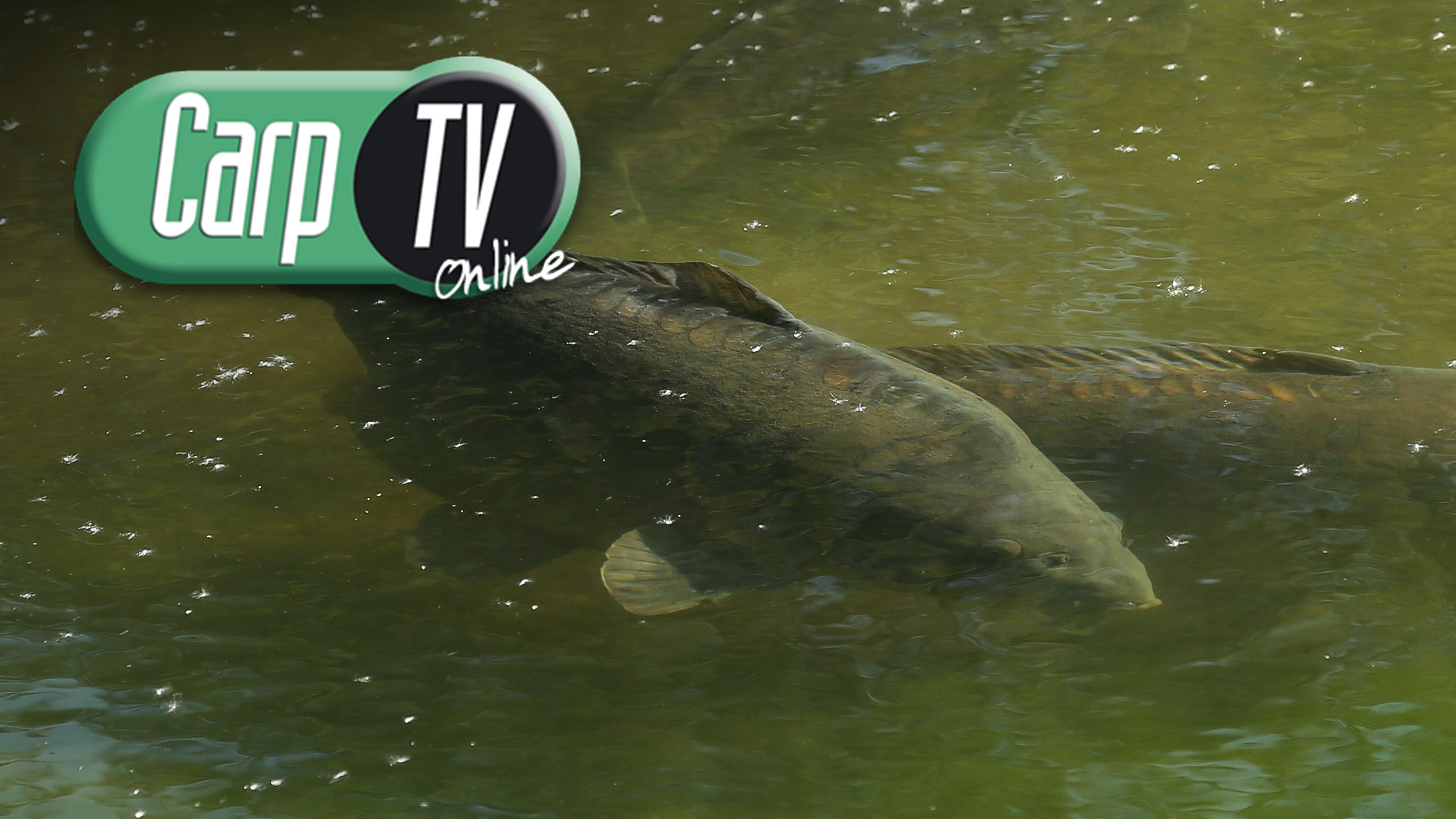 Carp TV Episodes