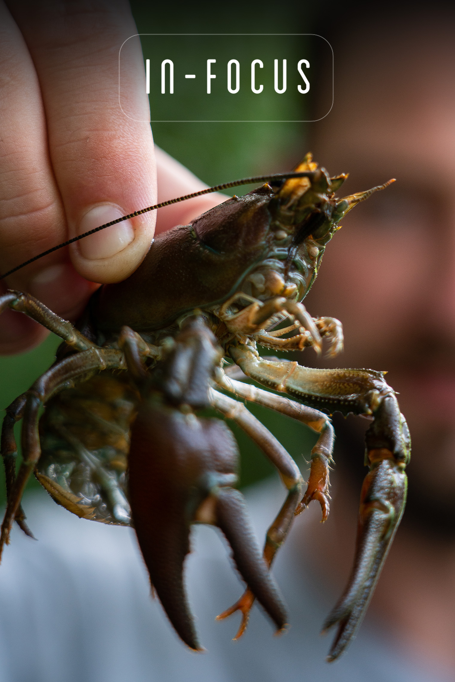 Crayfish | Elliott Gray | In-Focus