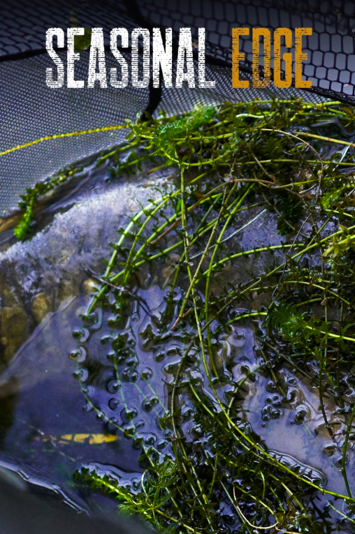 Autumn | Elliott Gray | Seasonal Edge 