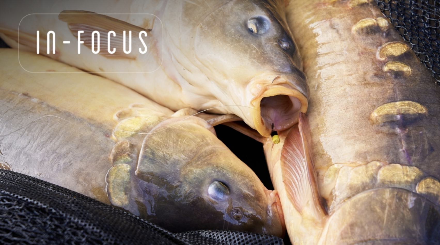 Depths | Elliott & Friends | In-Focus