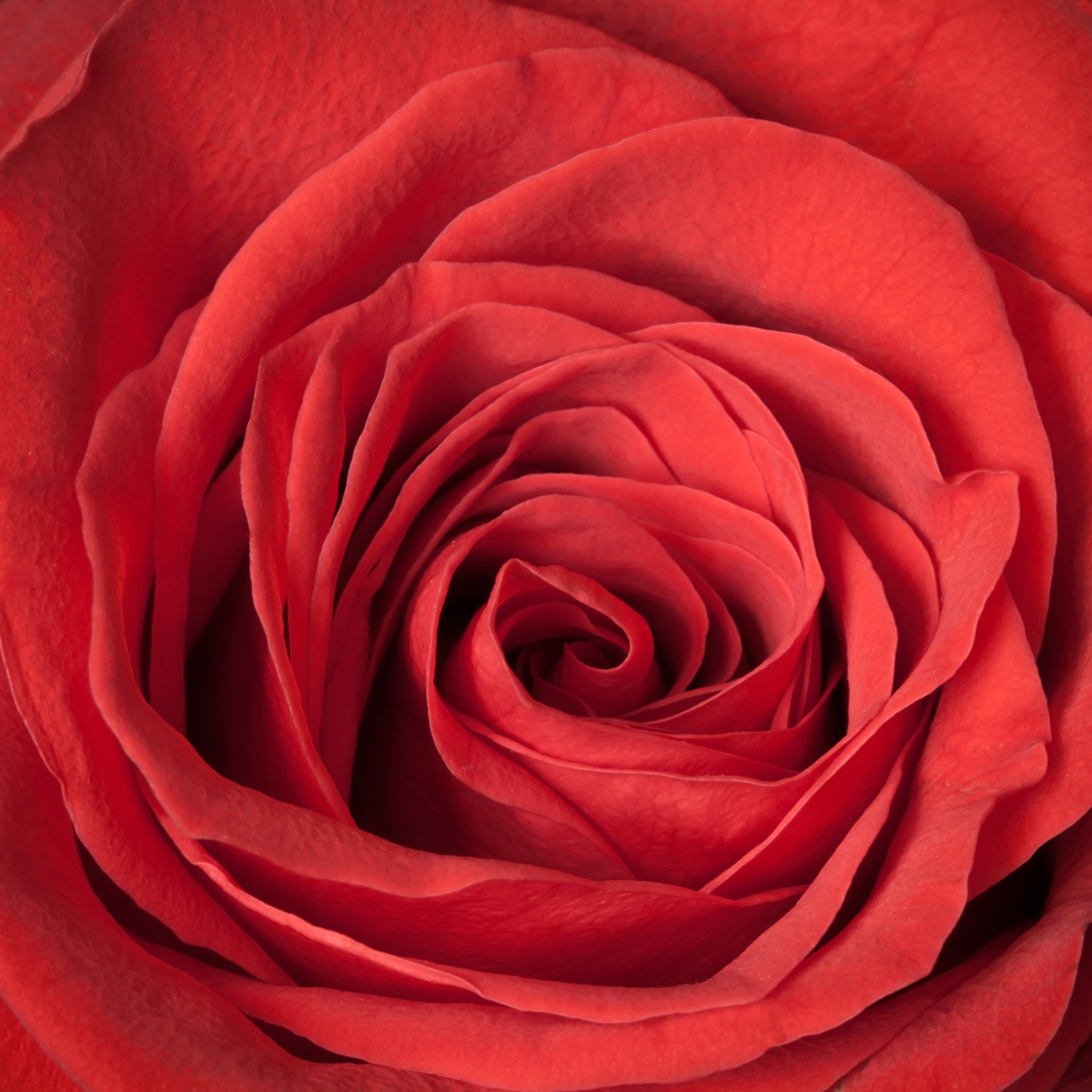 Be My Lover (Ki Leads Power Up #5)