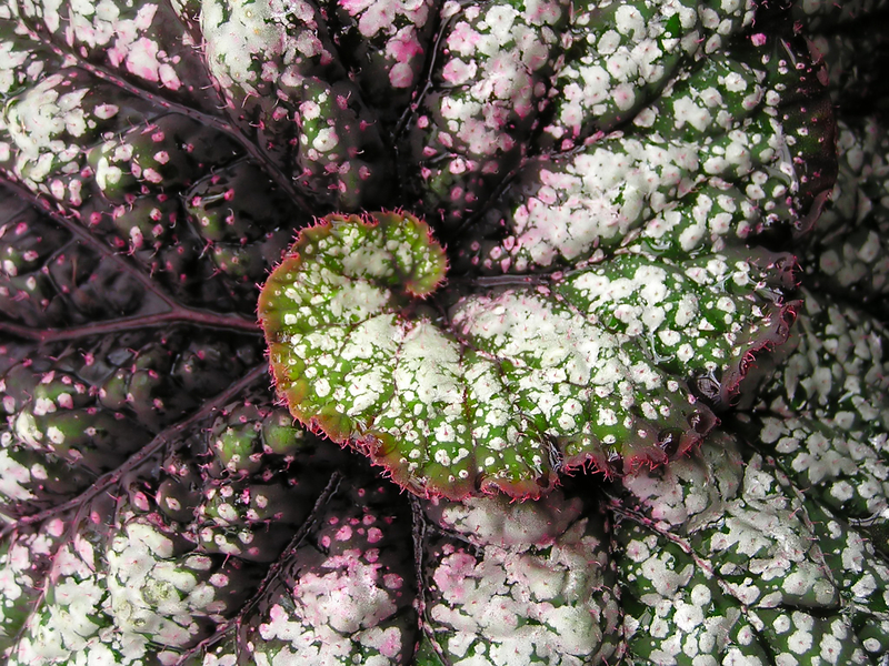 "Spirals" (Gotta Move #04)