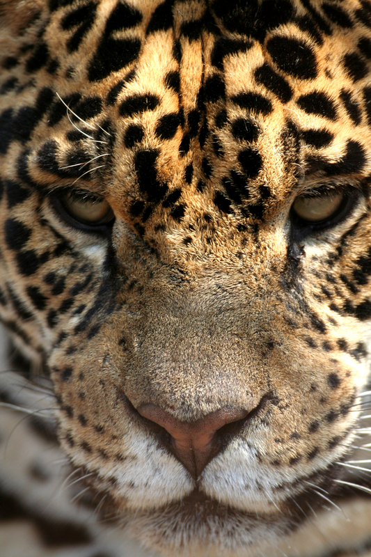 "The Real Medicine" Power Up #06