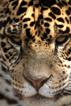 "The Real Medicine" Power Up #06