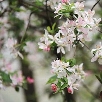 Spring Qigong Lesson 2