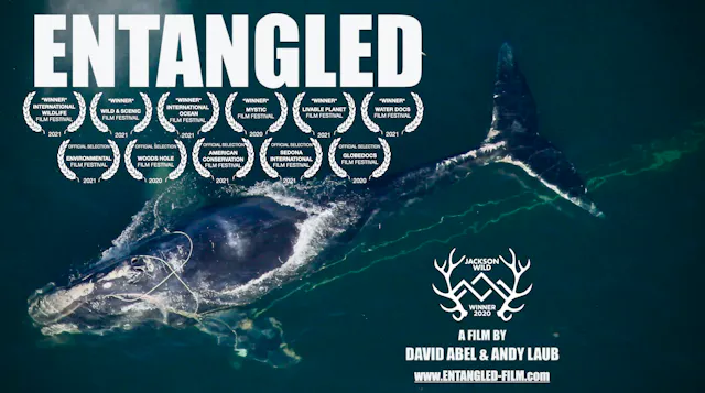 ENTANGLED