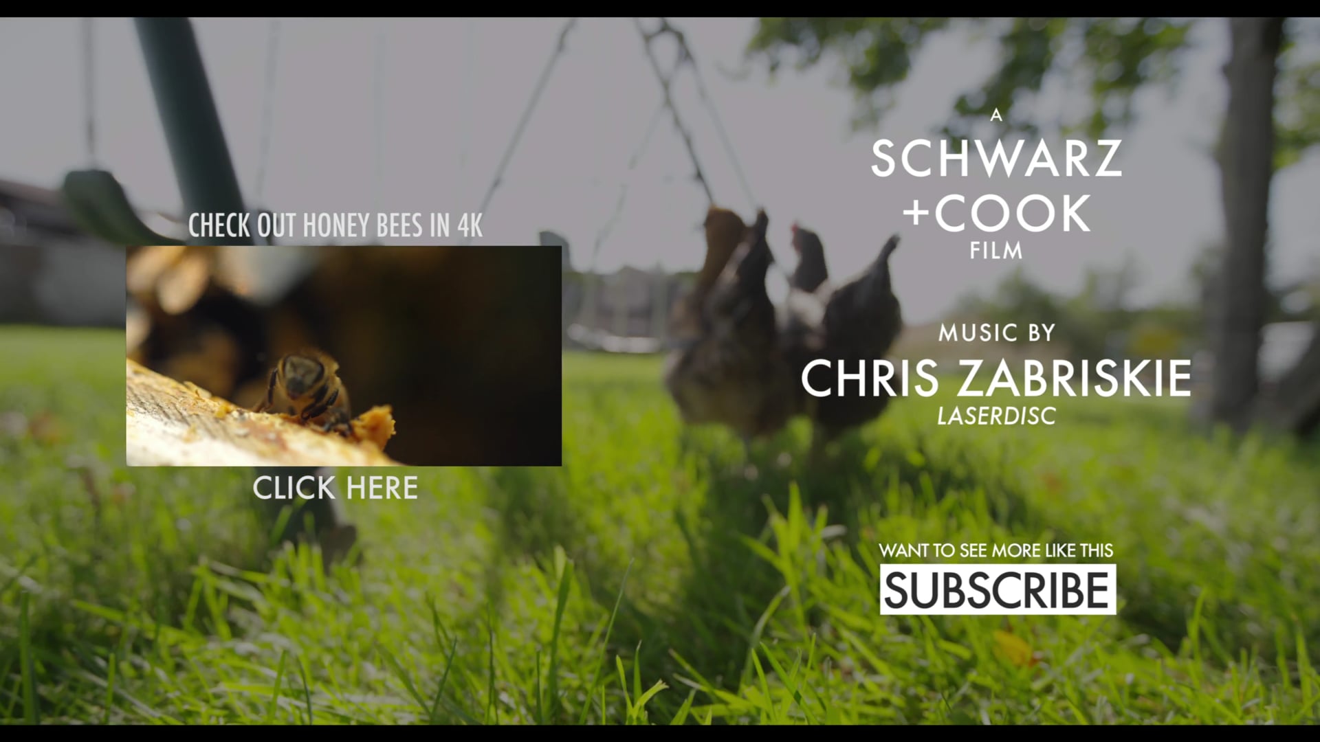 PUPPIES BATH IN 4K (ULTRA HD)(Original_H.264-AAC) (4ksamples.com)