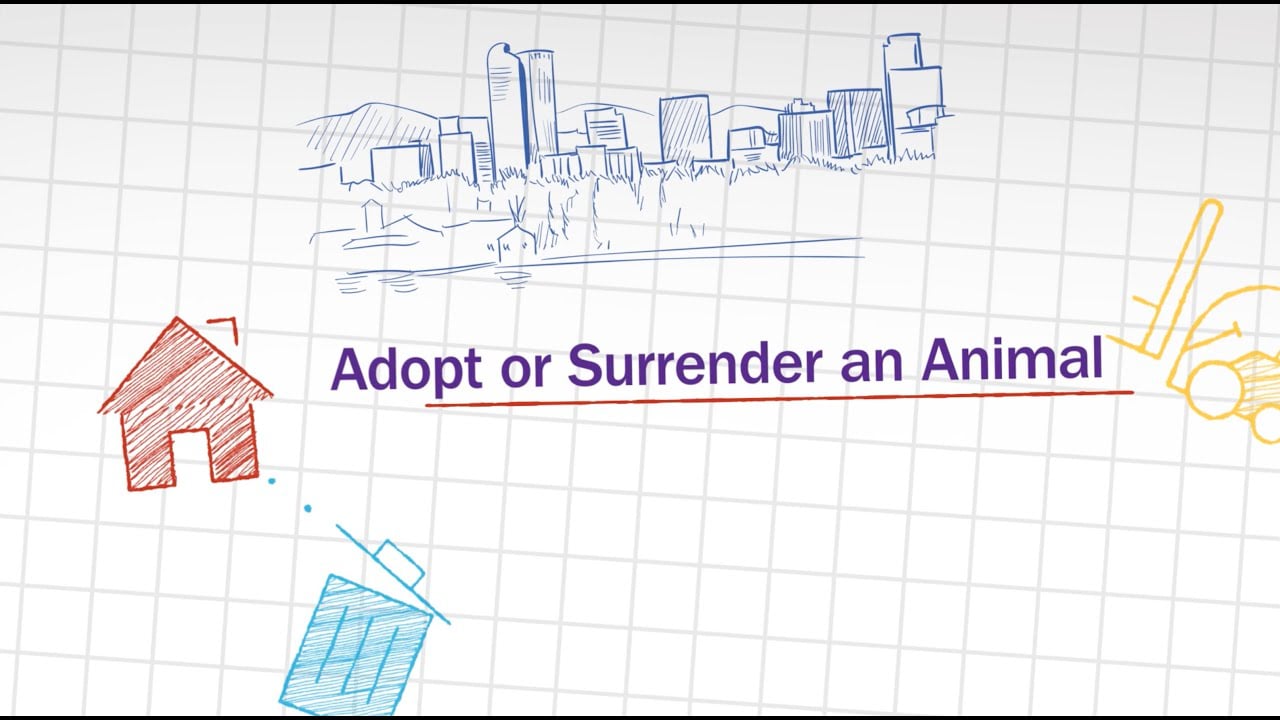 Adopt or Surrender an Animal in Denver