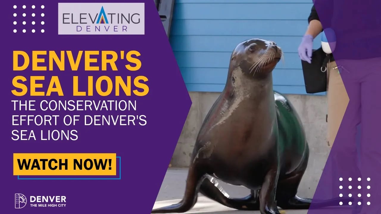 Sea Lions at the Denver Zoo!