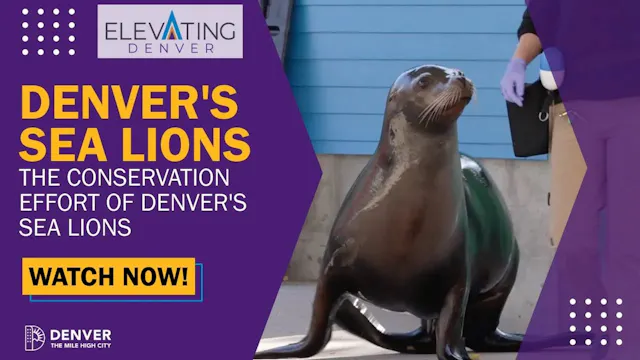 Sea Lions at the Denver Zoo!