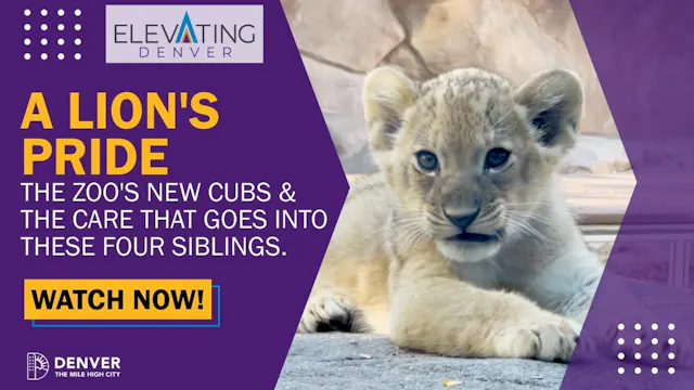 Lion Cubs at the Denver Zoo!