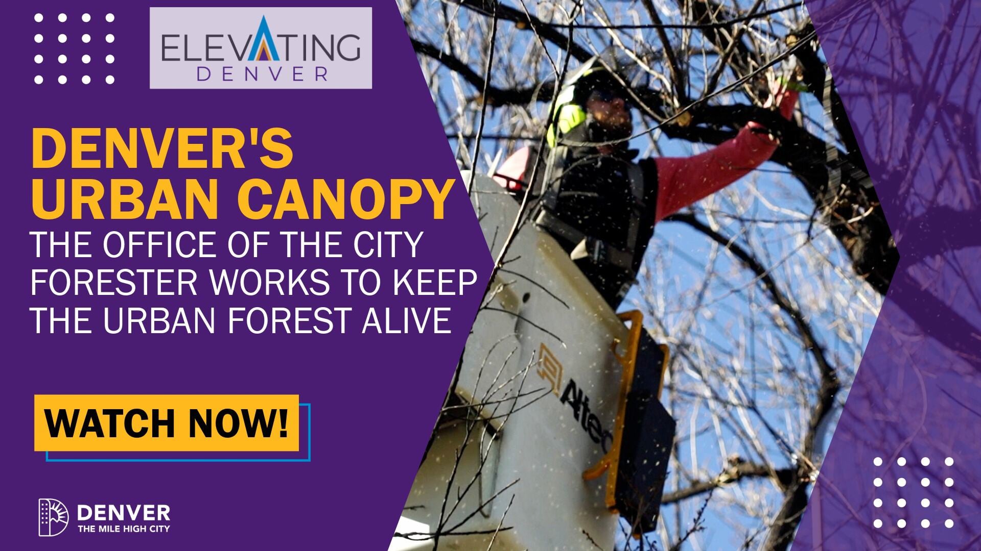 What's Behind Denver's Urban Canopy?