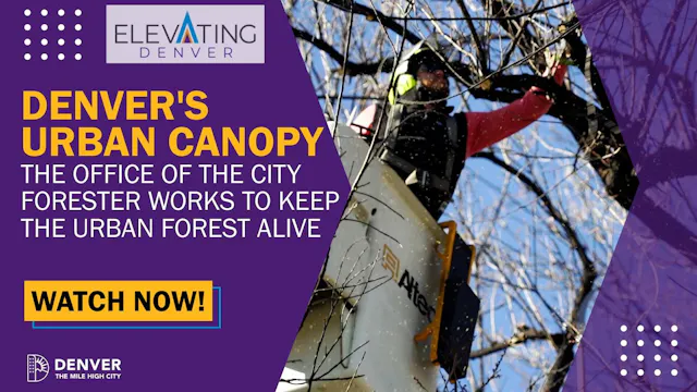 What's Behind Denver's Urban Canopy?
