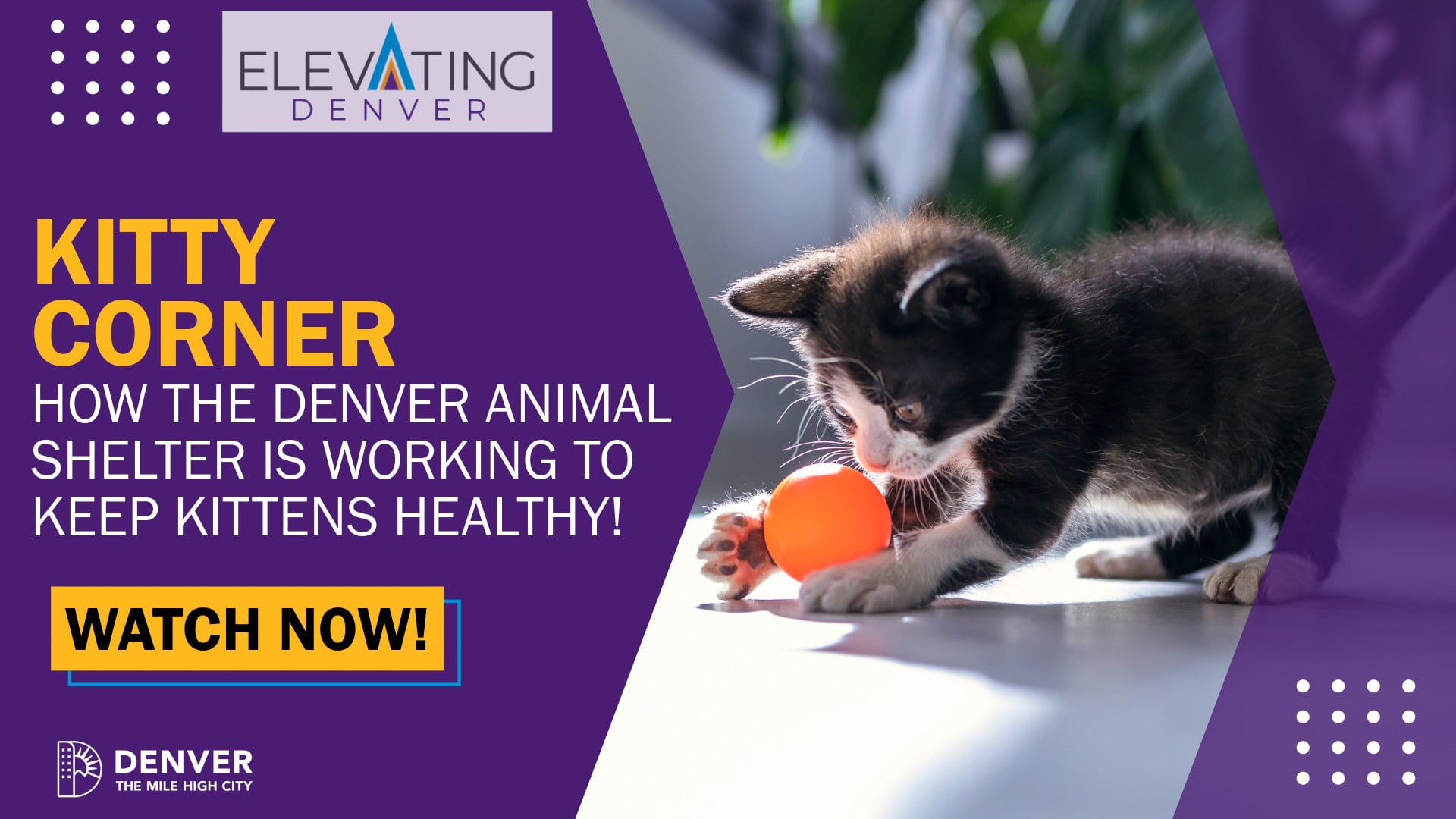 How the Denver Animal Shelter is keeping kittens healthy!