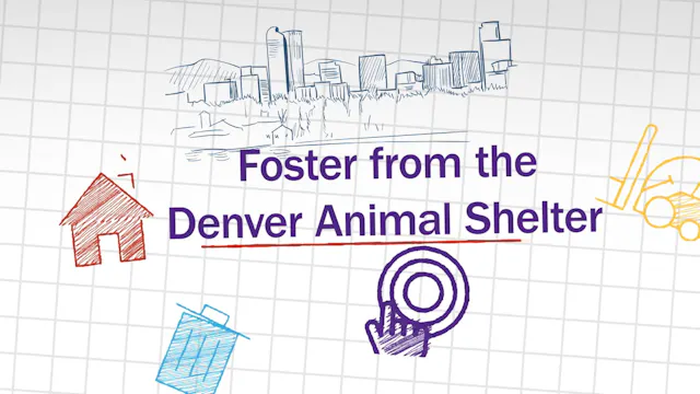 Foster from the Denver Animal Shelter