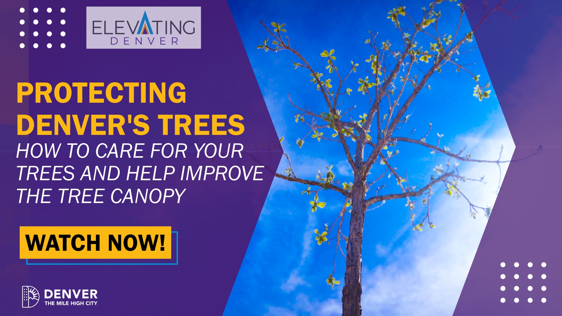 Protecting Denver's Trees