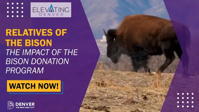 Relatives of the Bison