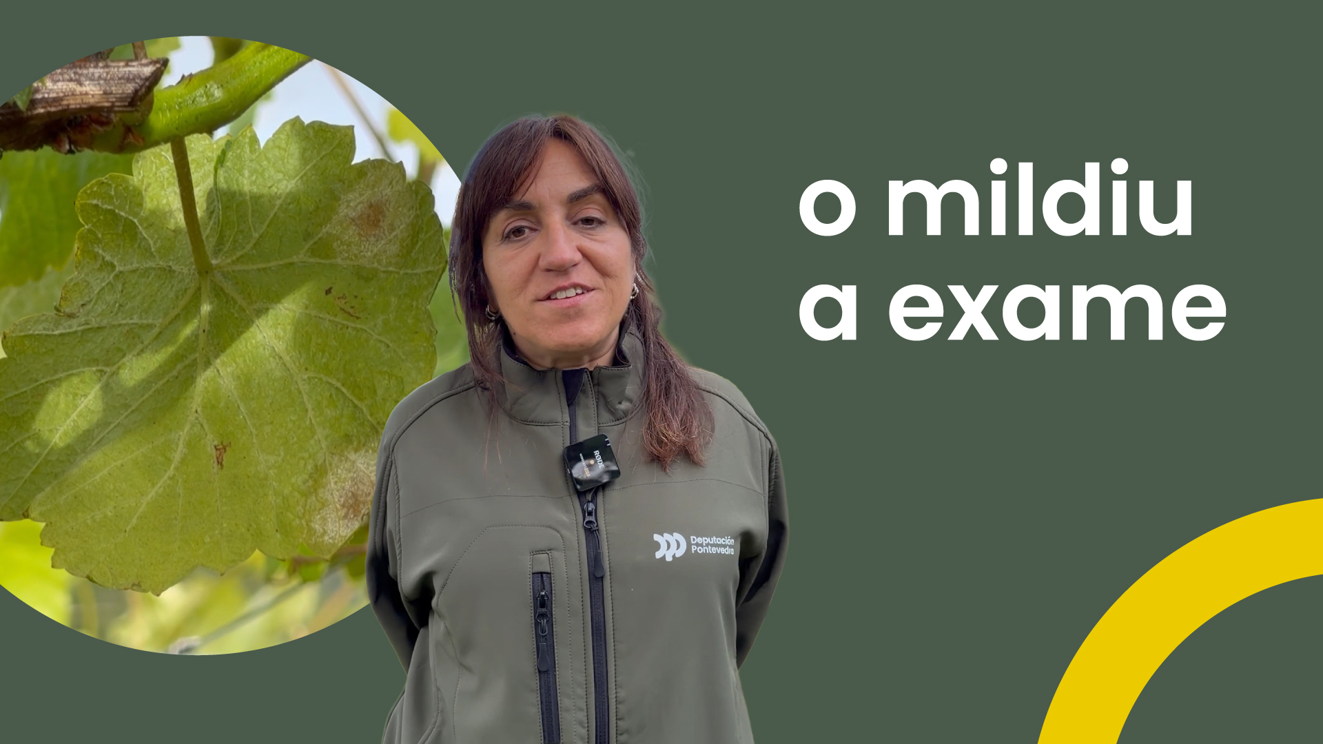 O mildiu a exame