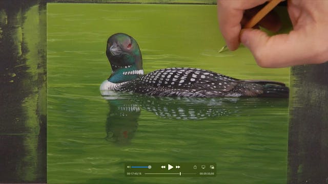 Common Loon Pt.7