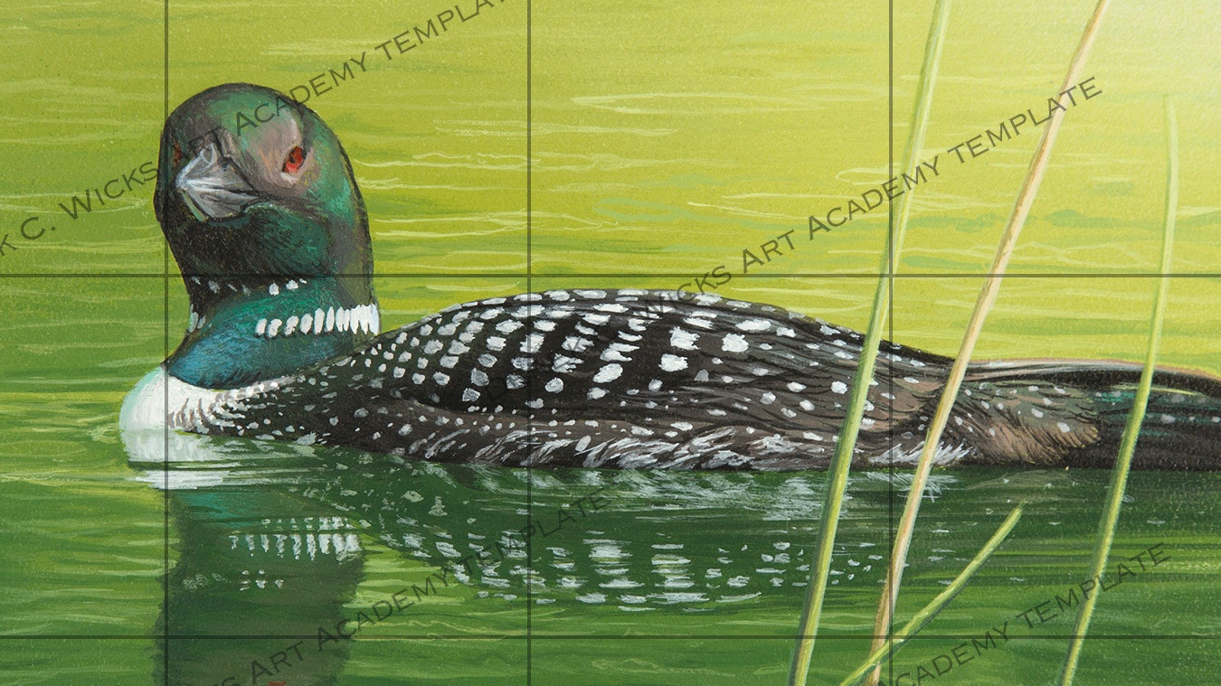 common-loon-template.jpg