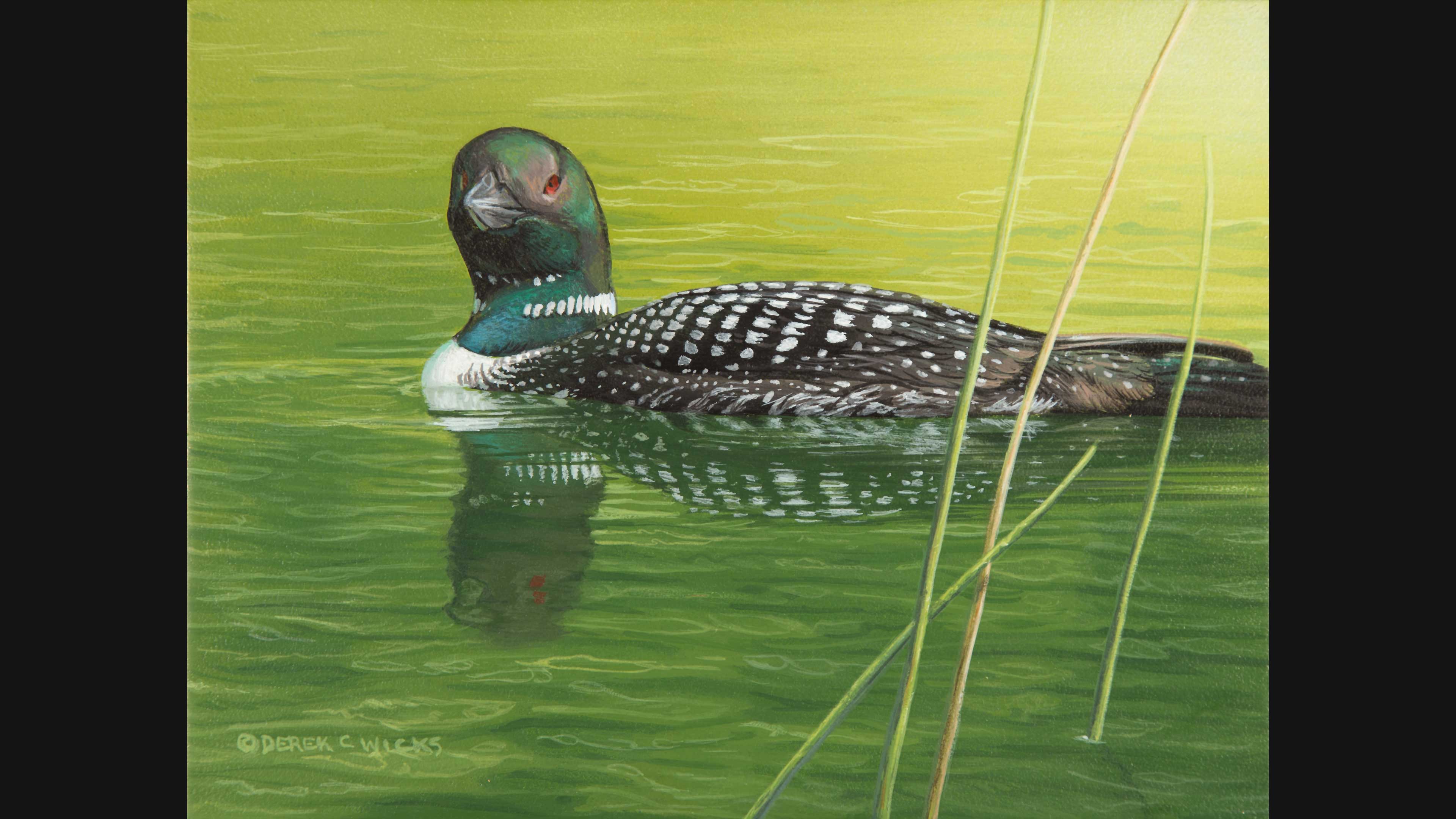 Common Loon