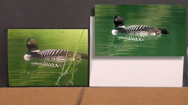 Common Loon Pt.1