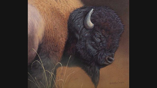 Under A Watchful Eye