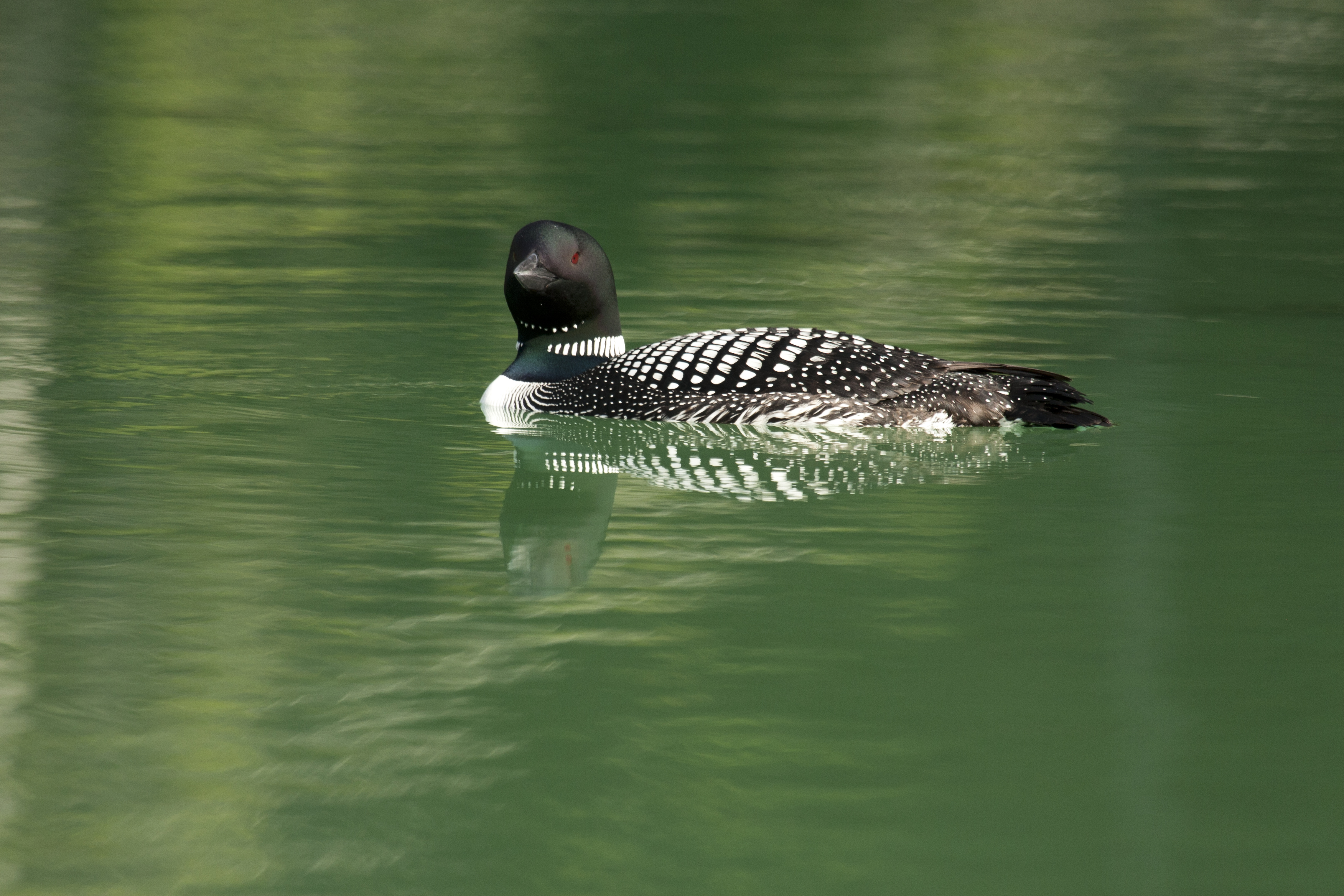 loon-reference.jpg