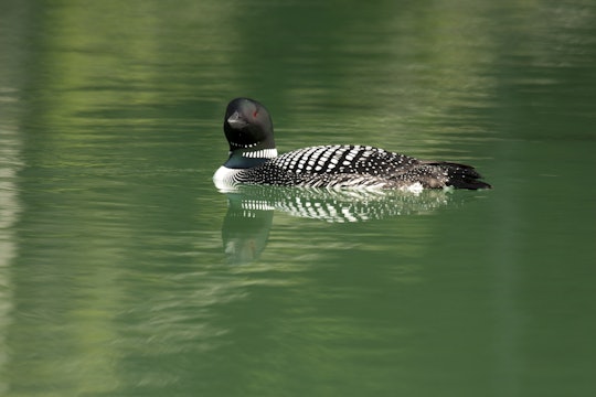 loon-reference.jpg