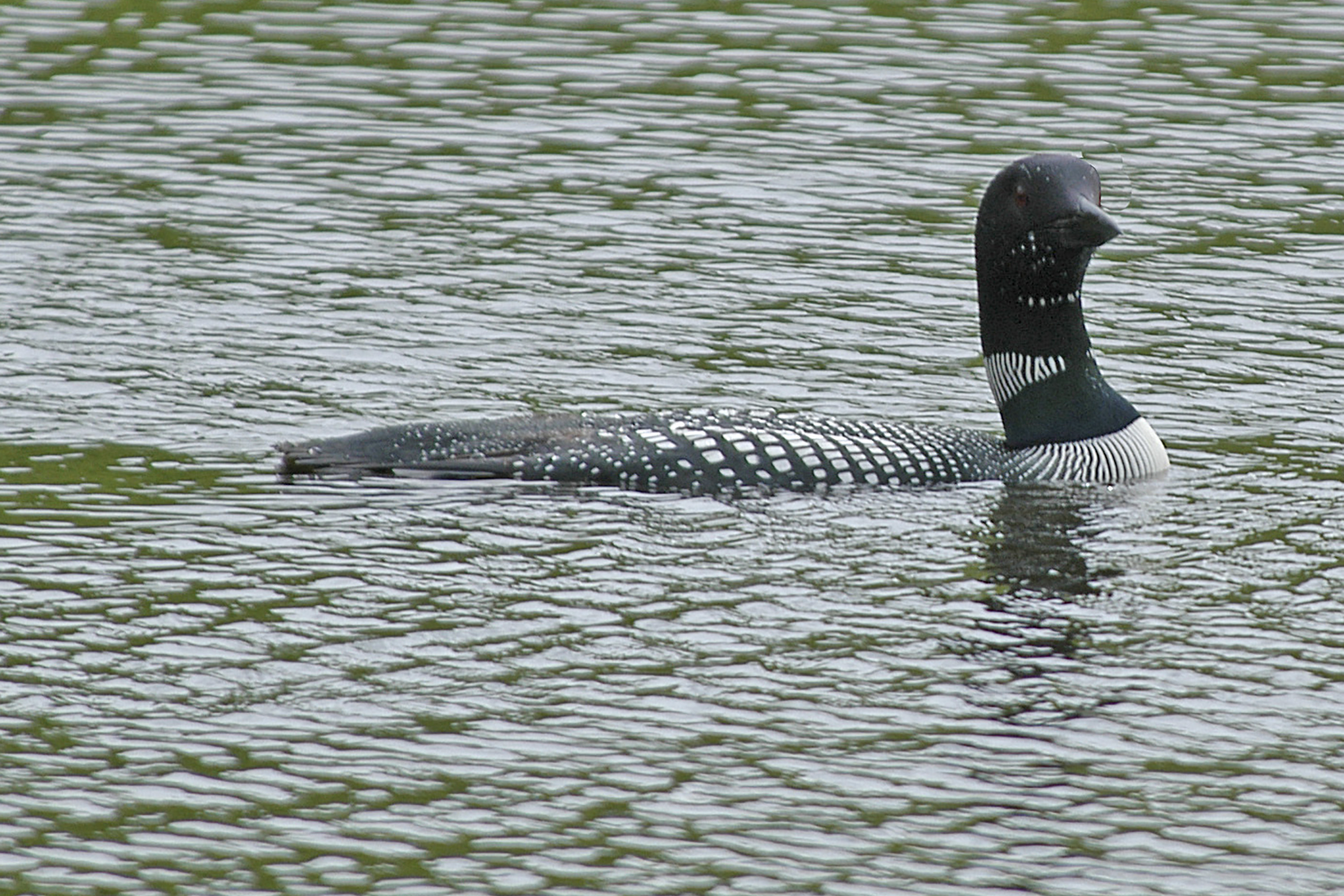 loon-reference.jpg