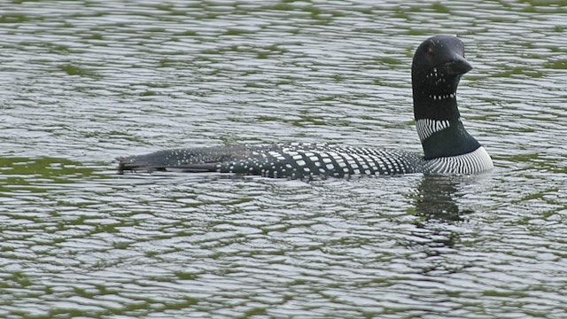 loon-reference.jpg