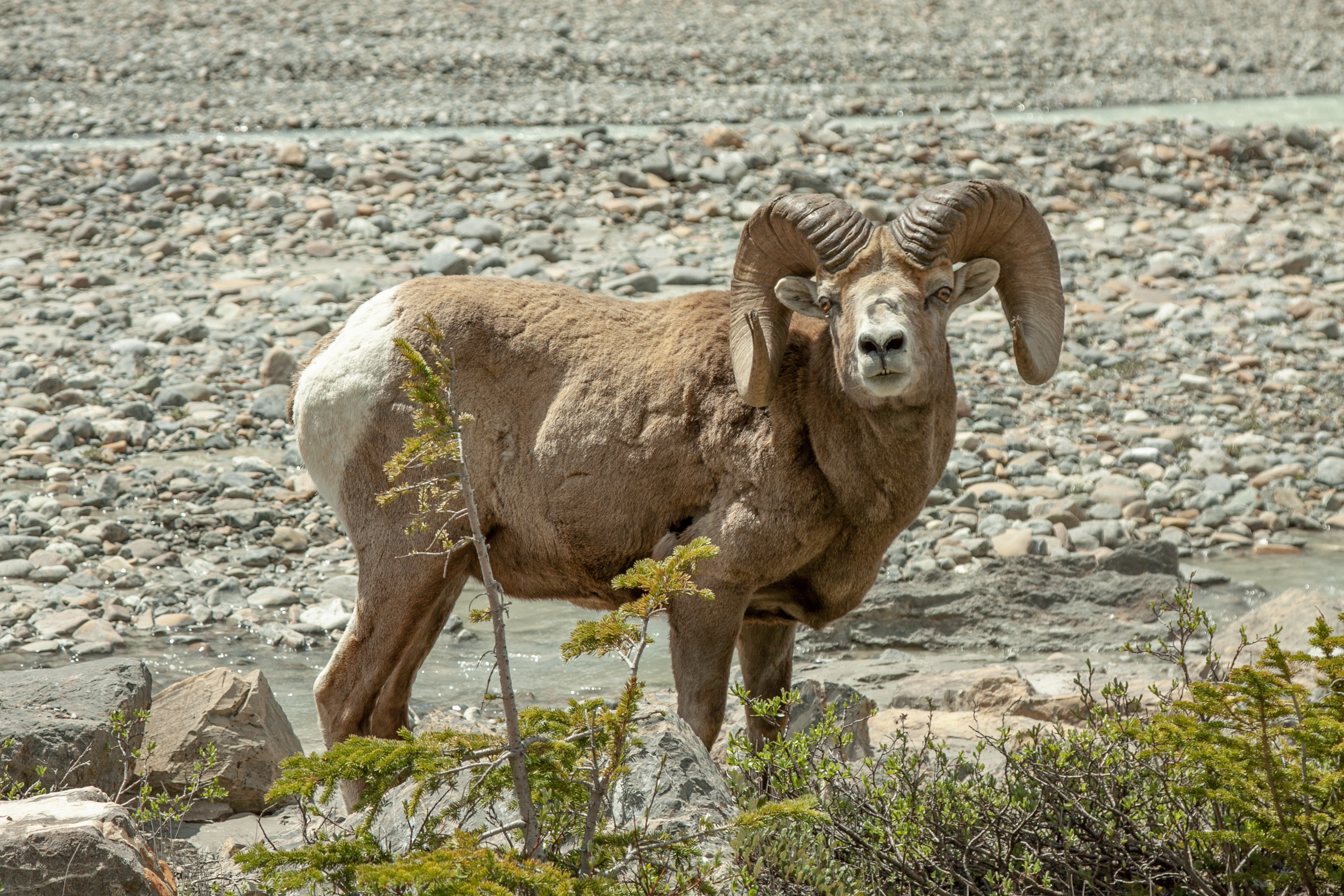 bighorn-ridge-reference2.jpg