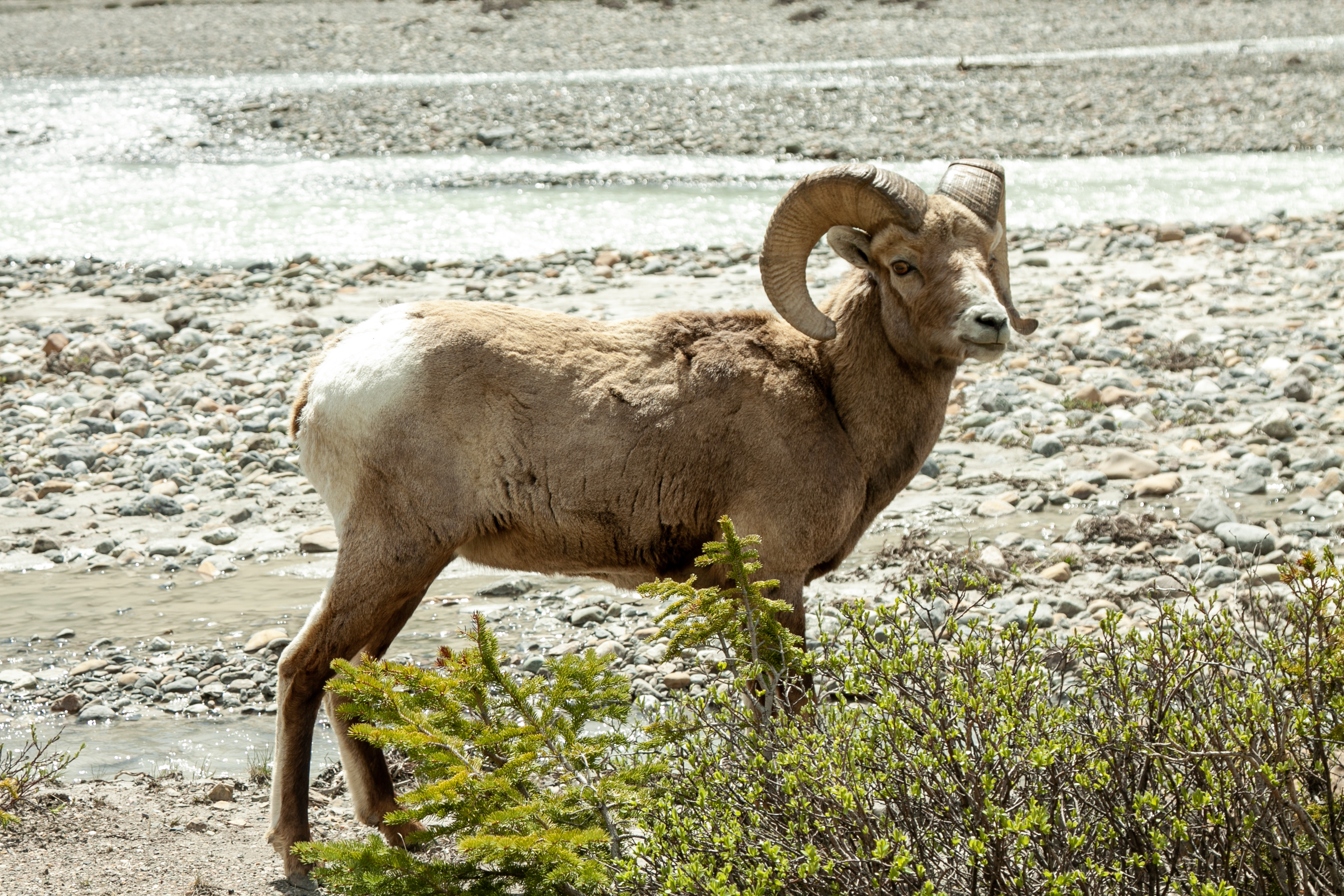 bighorn-ridge-reference1.jpg