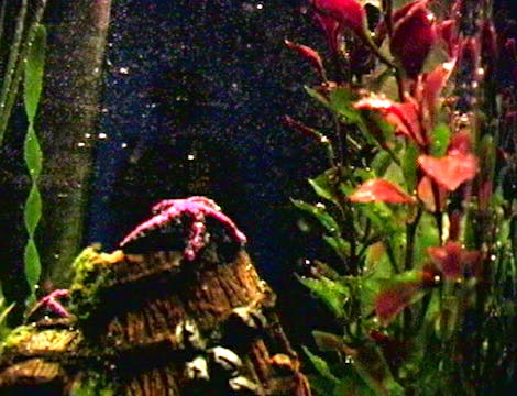 Derelict Abyss Film