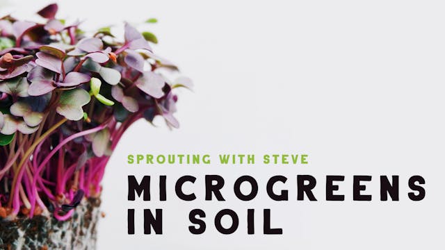 Microgreens In Soil Part 8