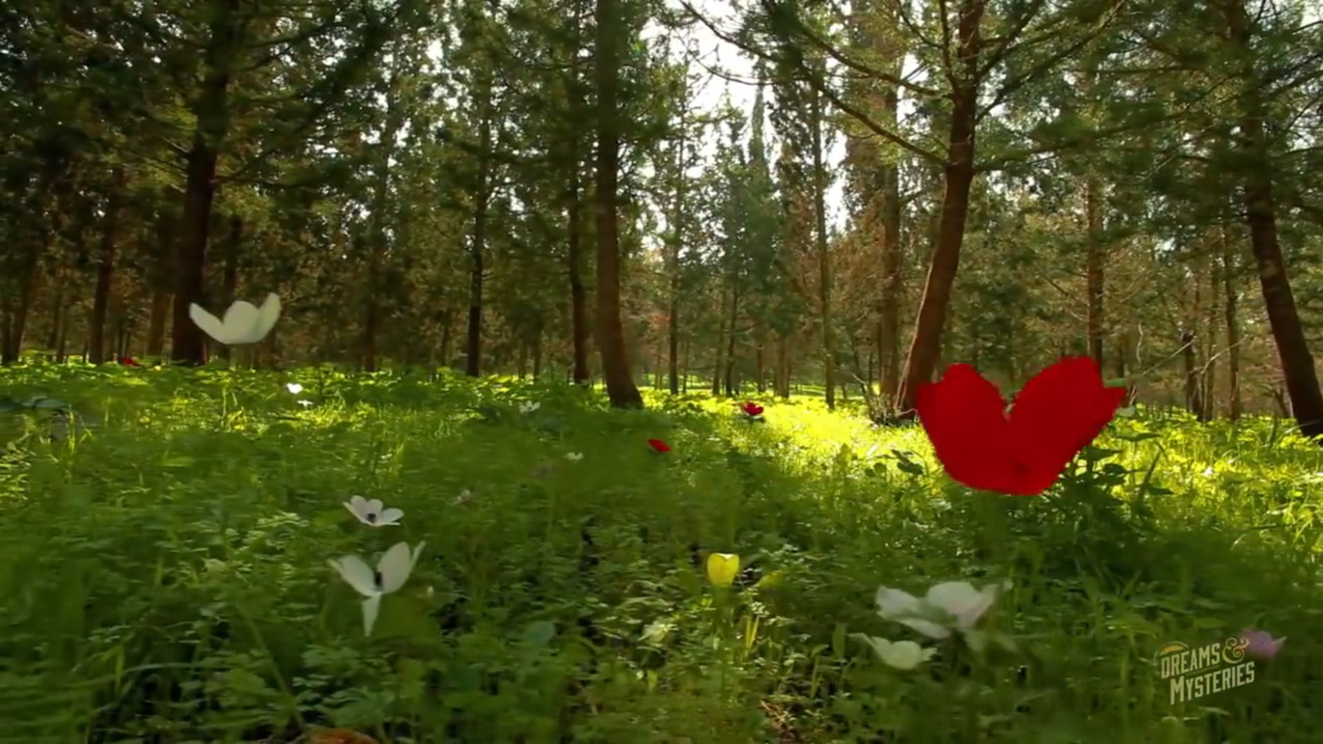 Shawn Bolz - The Mystery of Creativity